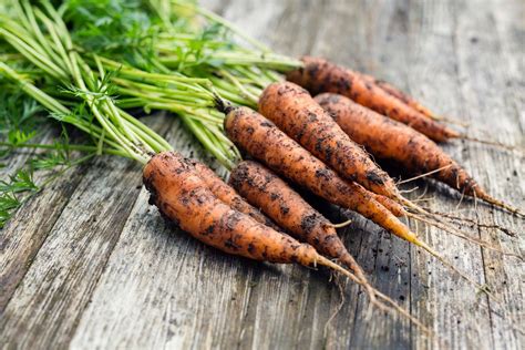 How To Grow Carrot Learn How To Plant Grow And Harvest Carrots