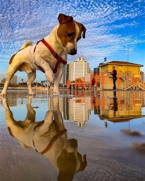 Pin By Puzzlenation On Forced Perspective Cute Dog Pictures Dog