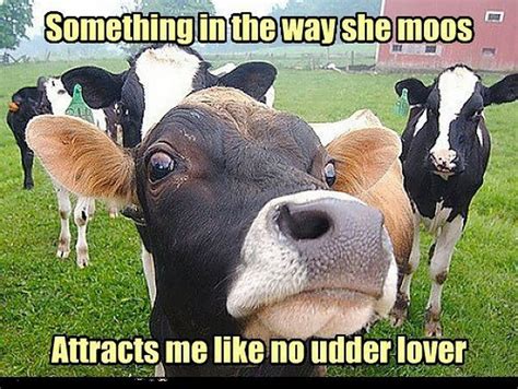 Scary Cow Meme