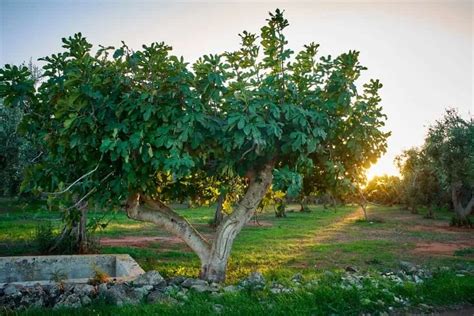 11 Different Types Of Fig Trees Plus Interesting Facts Nayturr