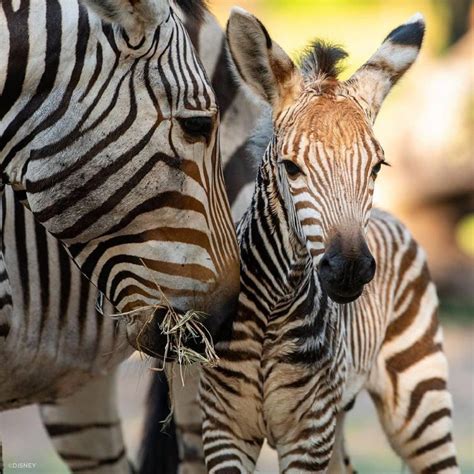 Meet Dash The Newest Baby Zebra At Animal Kingdom In 2021 Baby