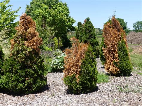 How To Treat A Dying Evergreen Tree