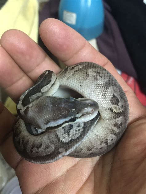 Black Pewter Ball Python Cute Snake Cute Reptiles Ball Python