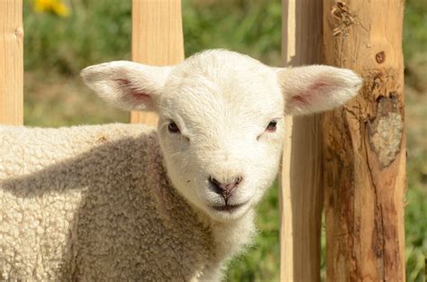 Free Images Farm Animal Pasture Sheep Mammal Fauna Lamb