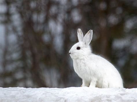 Snowshoe Hare Lepus Americanus Seeing A Snowshoe Hare Wa Flickr