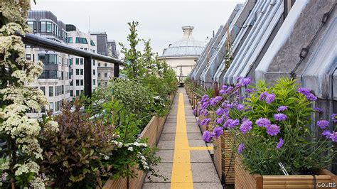 Londons Rooftop Gardens Are A Breath Of Fresh Air Buzzing And Blooming