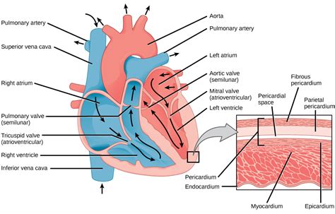 Structure Of The Heart Biology For Majors II