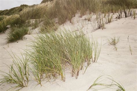 Dune Grasses At The Seashore Stock Image Image Of Coast Blue 76337413