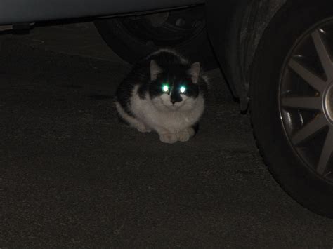 02 05 2009gent Cat Eyes At Night By Khatri Cat Eyes In Th Flickr