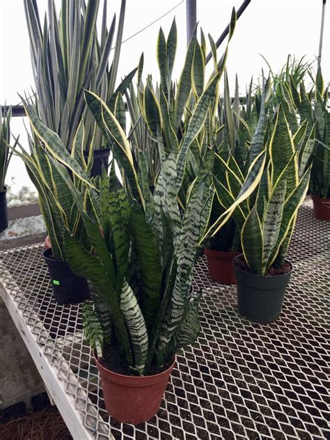 Snake plants are very popular species of indoor houseplants. Snake plant varieties - Yelp