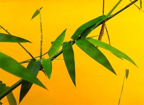 Bamboos are a diverse group of evergreen perennial flowering plants in the subfamily bambusoideae of the grass family poaceae. How To Revive Bamboo Leaves Turning Yellow? | Jack's Garden