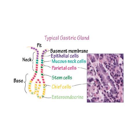 Gastric Gland Histology Flashcards Ditki Medical And Biological