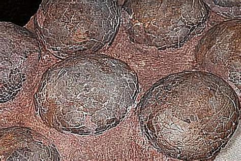 10 Facts About Dinosaur Eggs