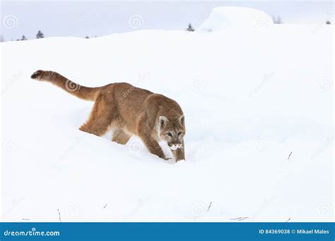 Mountain Lion Hunting Prey In Snow Stock Photo Image Of Animals