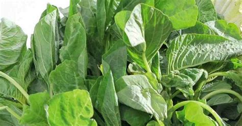 Maybe you would like to learn more about one of these? Cara memasak sayur Bayam adalah dikukus atau di tumis ...