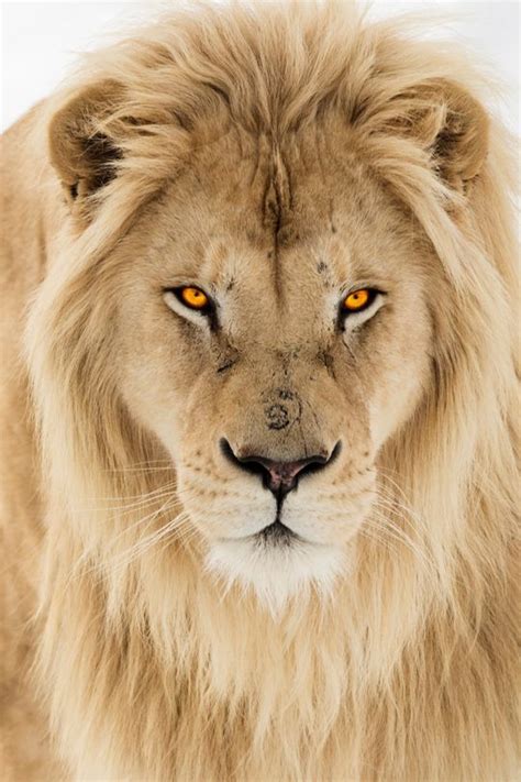White Lion Fotos De Leão Fotografia De Leão Leões Apaixonados