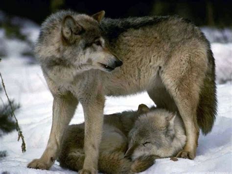 Wolves Taking Care Of Each Other Wolf World Wolf Mates Wolf Dog