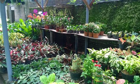 Baik di dalam ruangan maupun di luar ruangan, tanaman hias bunga ada beragam jenis tanaman hias bunga putih yang tak hanya cantik tetapi juga memiliki aroma yang sangat harum. Mencari Toko tanaman hias harga murah | Tukang Taman ...