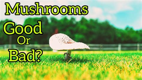 Do i need to dethatch and aerate before planting grass seeds if i got rid of moss and grubs? How To Get Rid of Mushrooms and Lawn Disease - YouTube