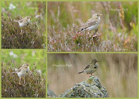 Meadow Pipit Collage Robin Bate Flickr