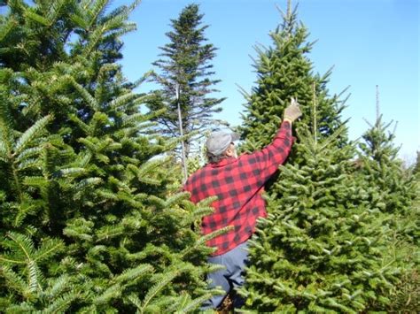 How To Prune A Pine Tree In 8 Easy Steps A Quick Fix Guide