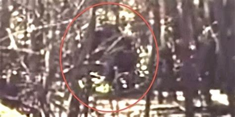 Another Skunk Ape Or Bigfoot Hoaxer Rears Its Ugly Head In Florida