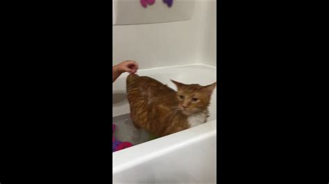 Bailey Gets A Bath Youtube