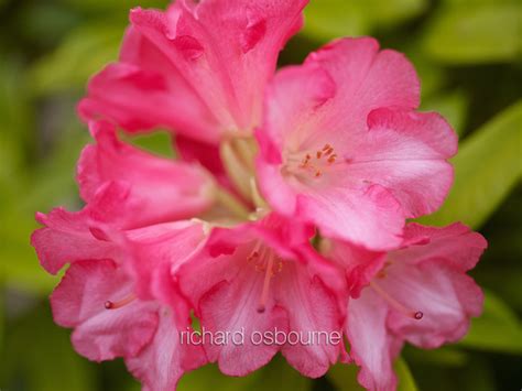 Richard Osbourne Photography Flower Closeups V6fl25 Rhododendrons