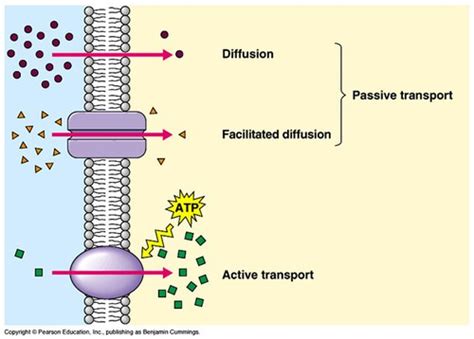 Osmotic pressure is the pressure that causes osmosis to take place. Movement - Diffusion & Osmosis | A-Level Biology Revision ...