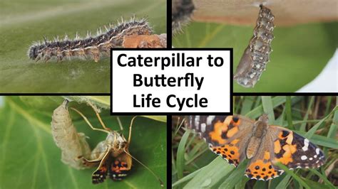 Consider a directed or undirected graph without loops and multiple edges. Caterpillar to Butterfly Life Cycle - YouTube