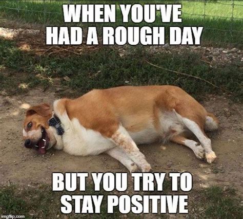 Rough Day Stay Positive Funny Dog Memes Funny Animal Pictures Dog