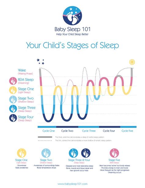 The Science Of Sleep Baby Sleep Cycles Baby Sleep Sleep Cycle