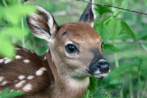 Fast Facts About Fawns From The Field