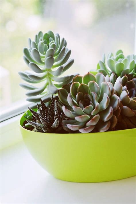 How To Care For Indoor Succulents Succulents Network