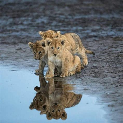 Little Cubs Follow 👉 Lionsnevada Page Of Kings 👑🦁👑 👑 🦁 🐾 🐾 🐾 🐾