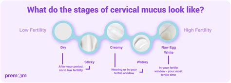 Cervical Mucus Before Ovulation