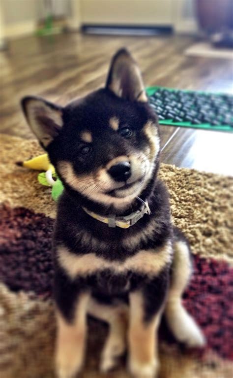 Includes details of puppies for sale from registered ankc breeders. Brown Black Shiba Inu Puppy - petfinder