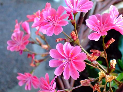 Pink jasmine flowers for sale. JASMINE PICTURES, PICS, IMAGES AND PHOTOS FOR INSPIRATION