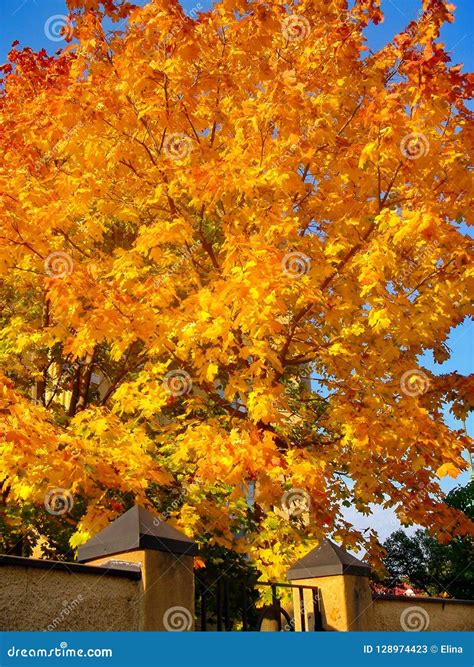 Autumn Maple Trees In Fall City Park Stock Image Image Of Colorful