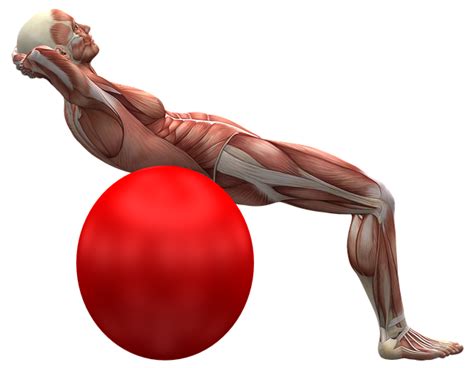 the benefits of a massage roller ball for muscles