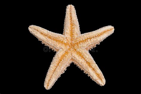 Starfish Bottom Stock Image Image Of Ocean Pointed