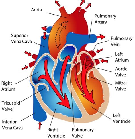 What Are The Four Main Parts Of The Cardiovascular System