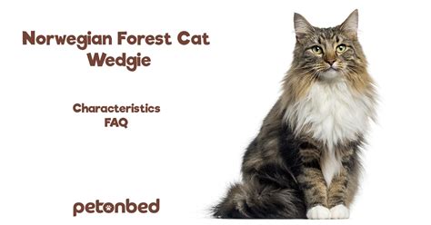 Norwegian Forest Cat Wegie Breed Information Grooming Care