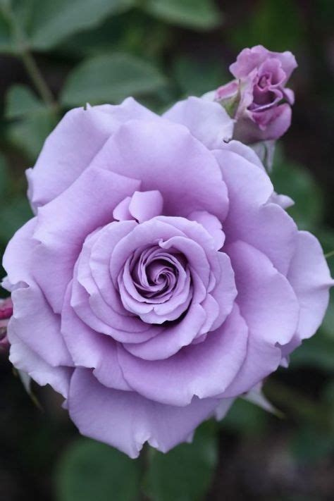 24 Parasta Kuvaa Lilac Roses Kukatvioletit Kukat Ja Kukka