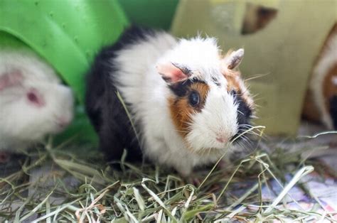 Guinea Pigs For Adoption Bernice Chee And Donovan Chins Animalcare