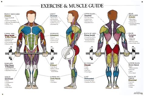 Exercise And Muscle Guide Body Muscle Anatomy Human Body Anatomy Men