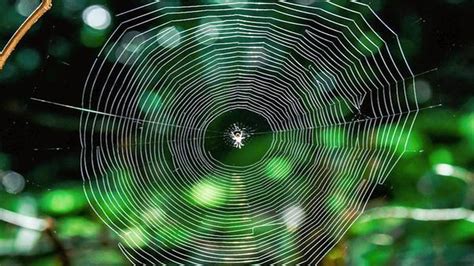 Watch Can Spiders Build Webs In Space The Hindu