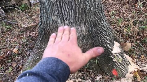 Solo Push Trees Youtube