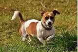 Jack russel scivola in arno: Jack Russel Terrier: personalità e come educarlo ...