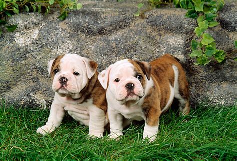 She comes with papers, shots, and health guarantees. bulldog puppy - Animal Stock Photos - Kimballstock